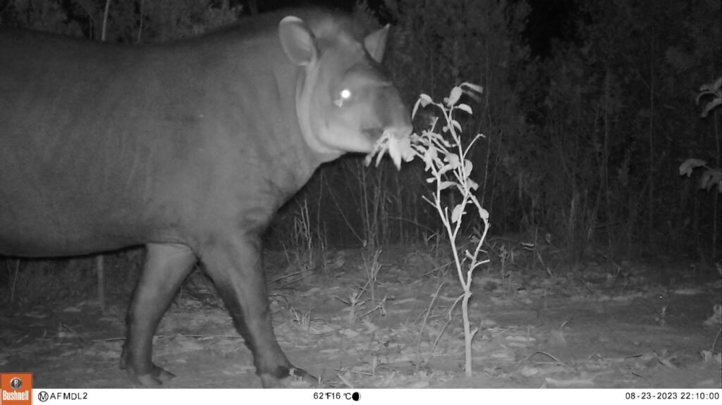 Registo de anta-brasileira obtido por armadilha fotográfica 