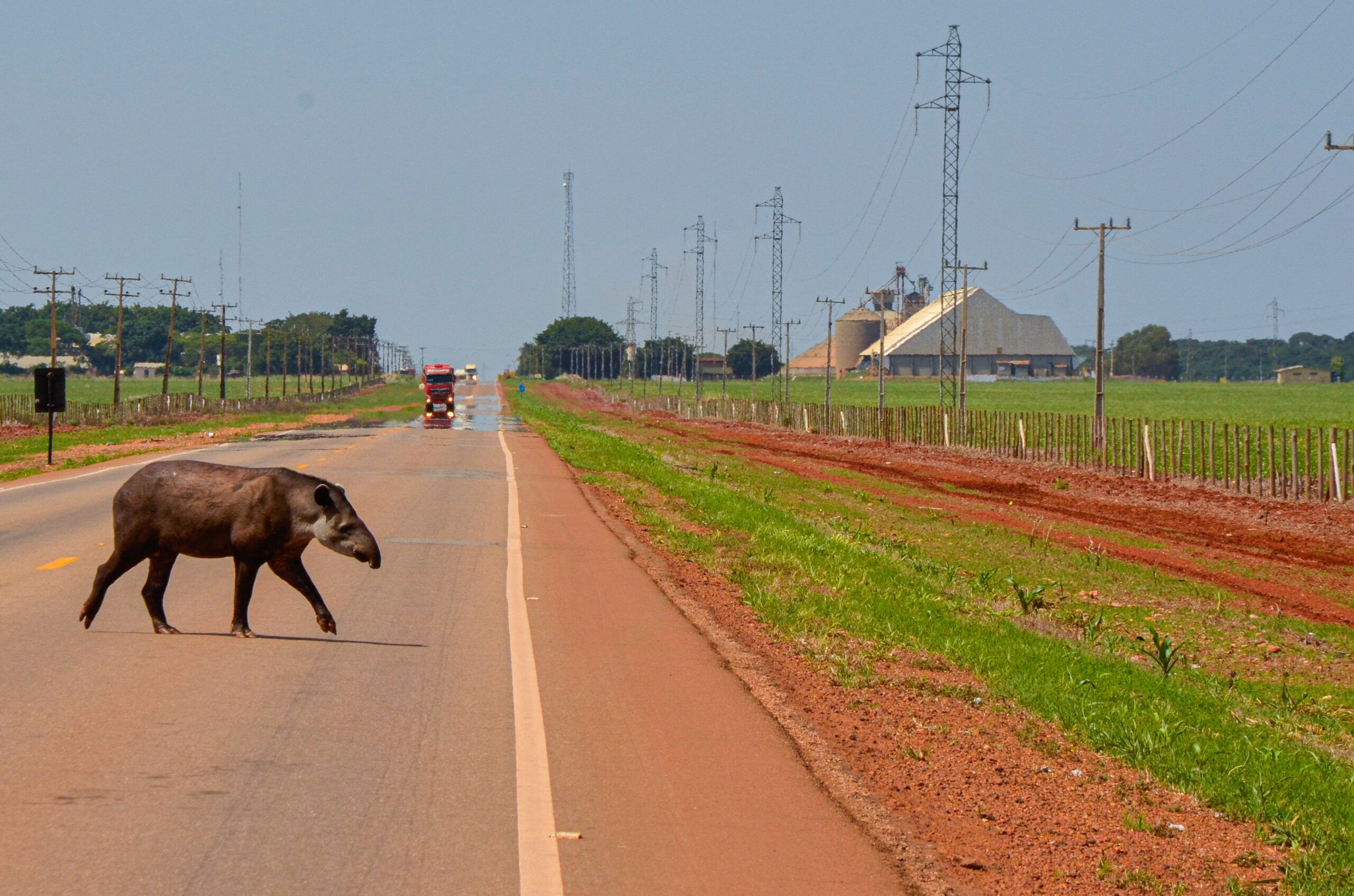 Anta atravessa rodovia enquanto caminhão vem em sua direção. A cena é um retrato de como acontecem as colisões em rodovias.