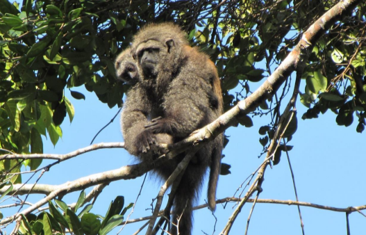 Guigó Crédito Joana Nodari_ Grupo de Pesquisa Reconecta