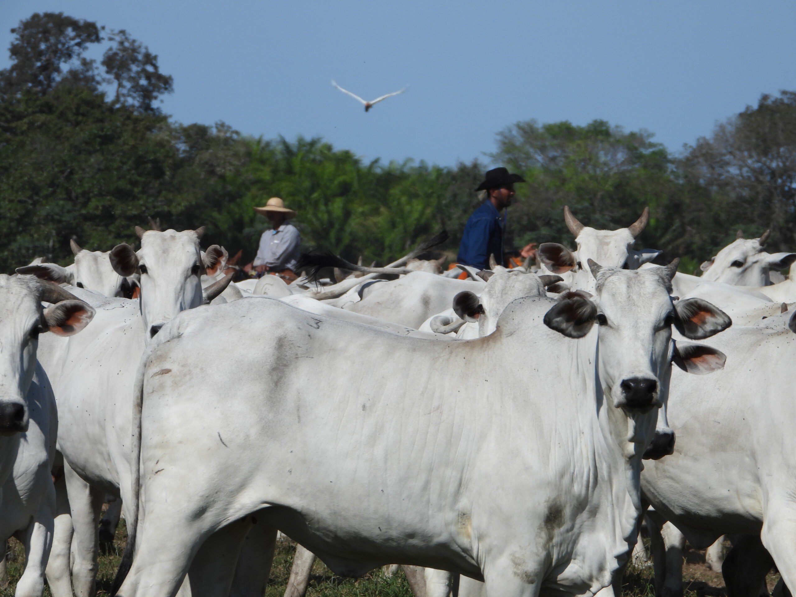IPÊ debate Pecuária Sustentável em eventos paralelos na COP30