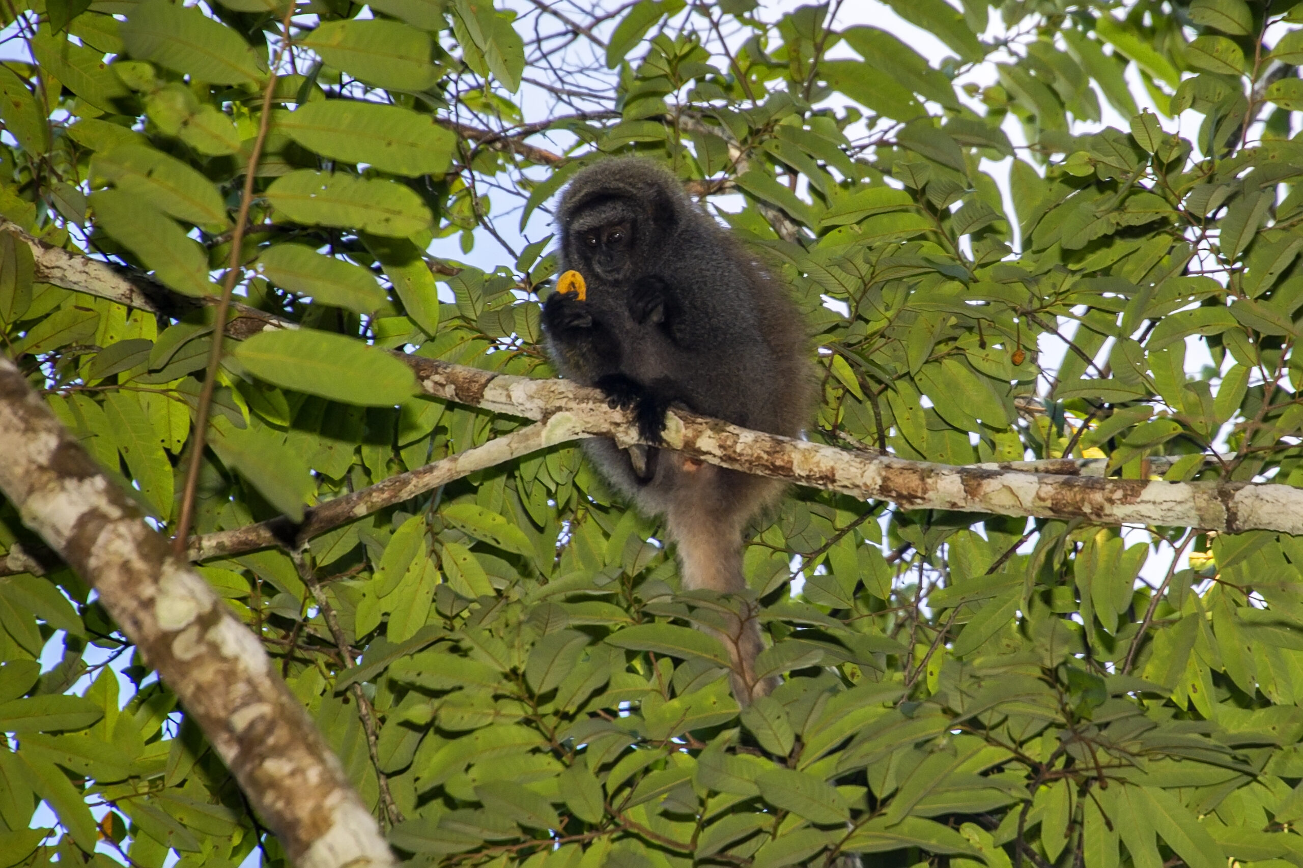 Foto do guigó de Leonardo Merçon / Instituto Últimos Refúgios