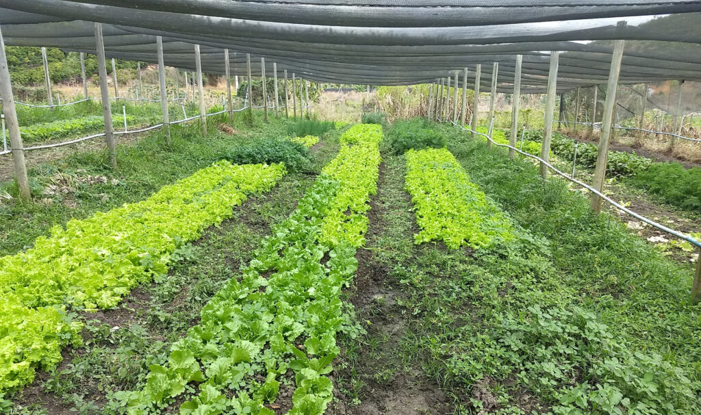 horta escolar EFA do Bley