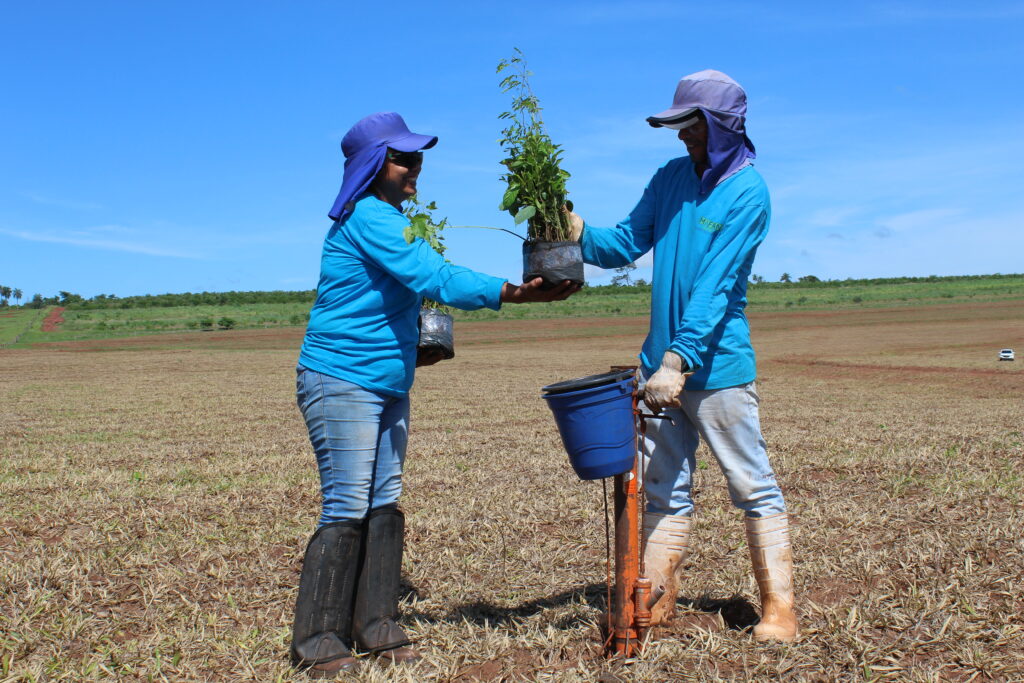 Plantios florestais no Pontal do Paranapanema que garantem renda à população.