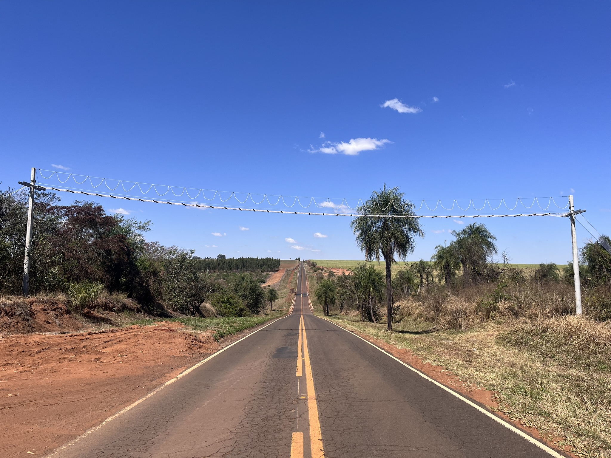 Ponte de dossel traz mais segurança para travessias de micos-leões