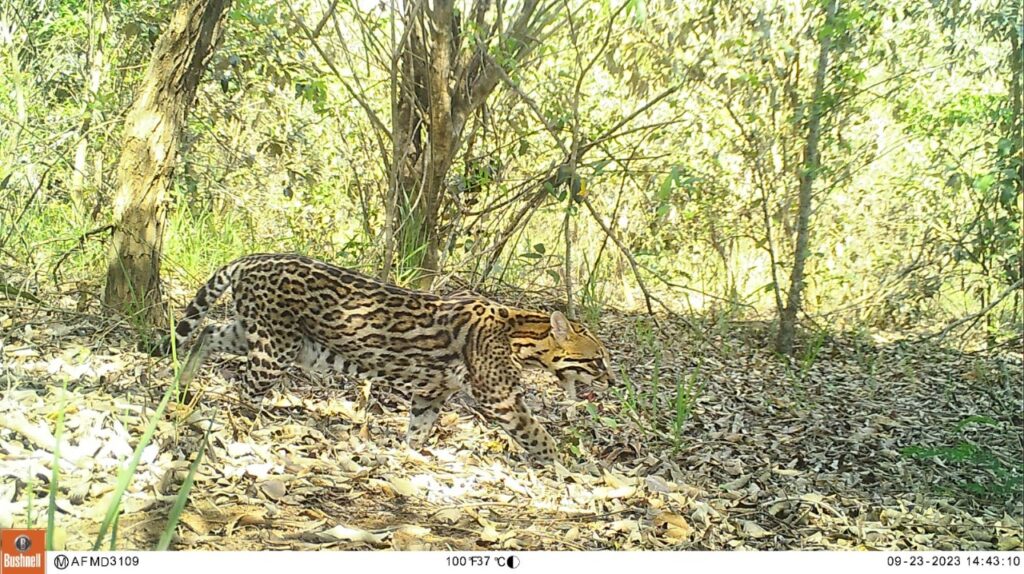 Registo de jaguatirica obtido por armadilha fotográfica