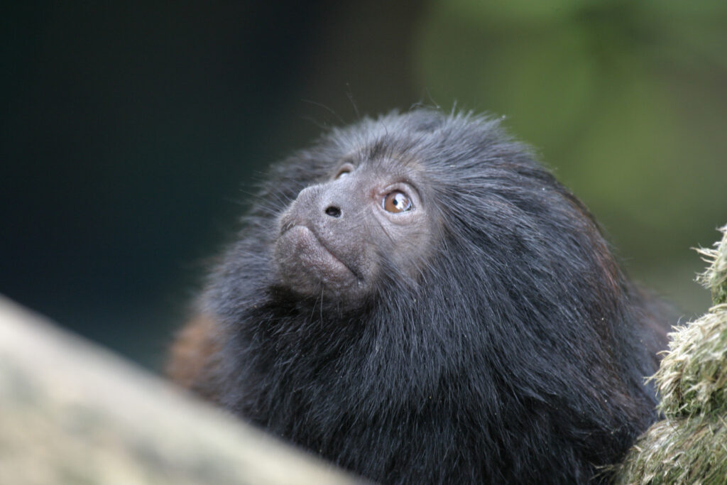 Mico-leão-preto, espécie ameaçada de extinção