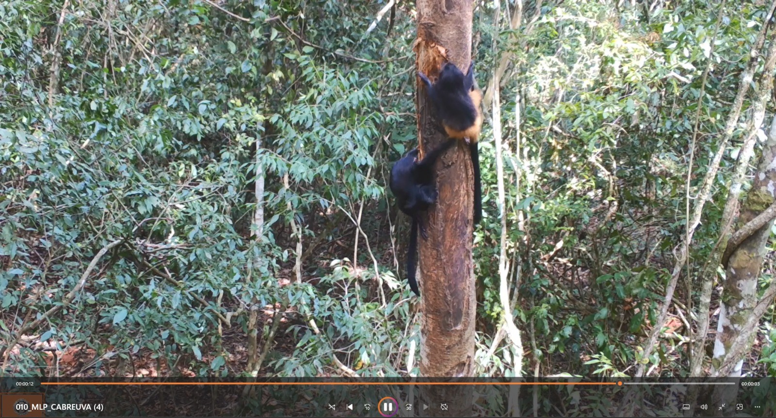 O mico-leão-preto que está no topo do vídeo é um jovem