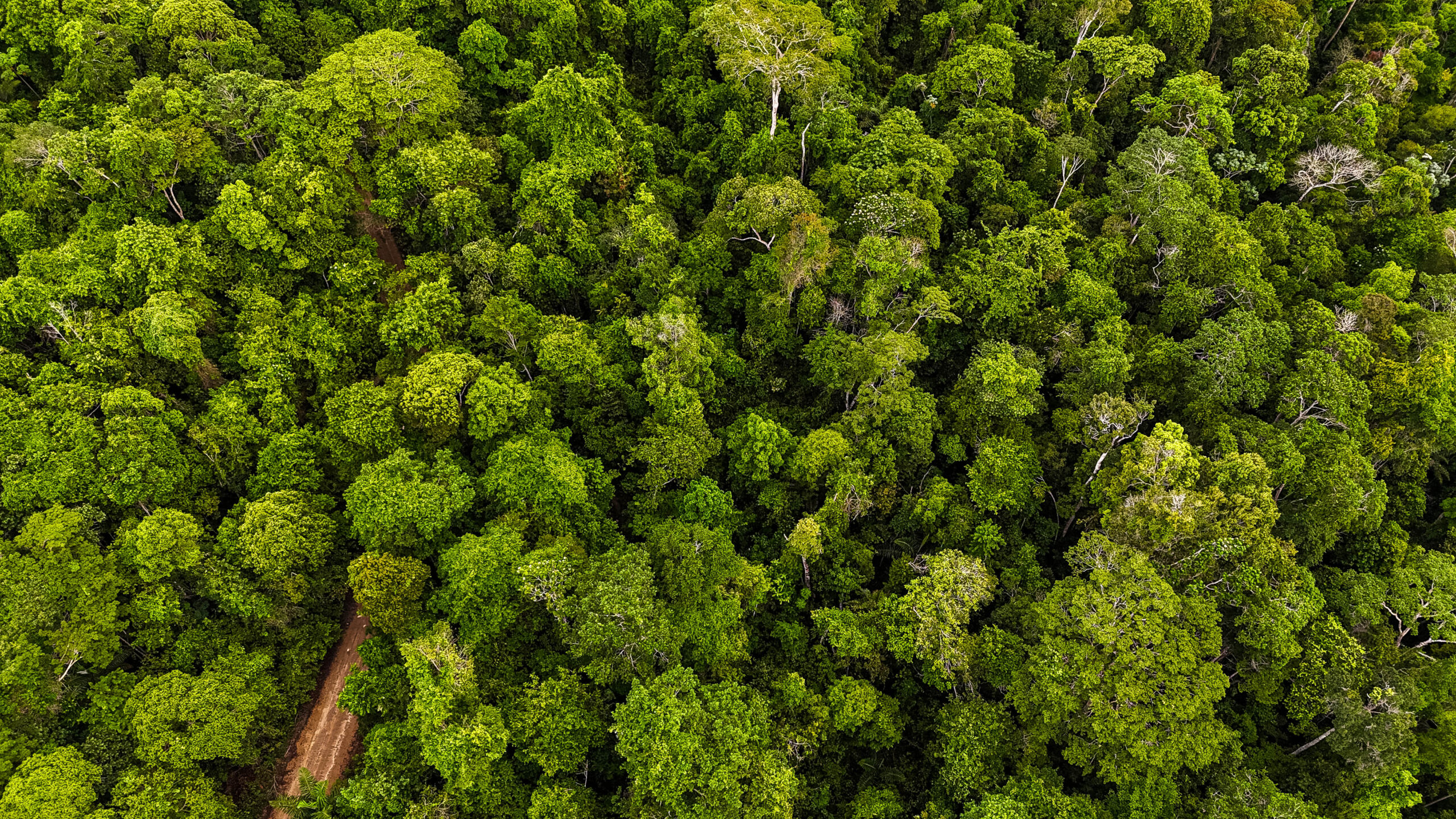 Mata Atlântica do Sul da Bahia região foco do curso Restauração Ecossistemas Florestais