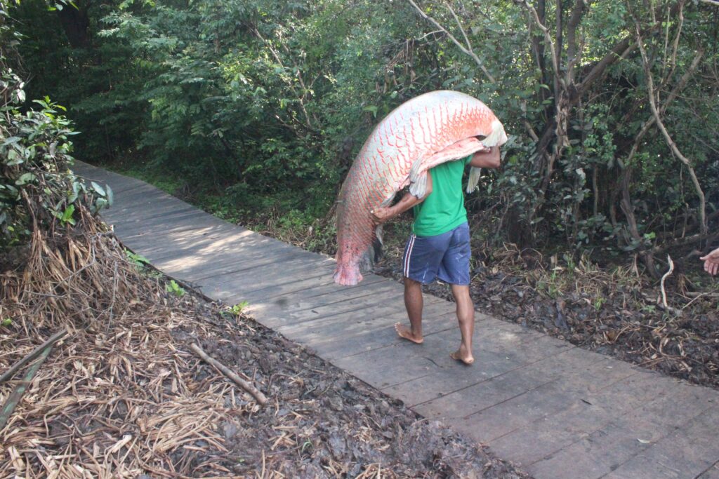 Pirarucu (Arapaima gigas) pesando 149kg na RDS UACARI, onde o manejo é feito pela comunidade Xibauazinho Crédito: Robson Cunha (acervo da ASPROC)