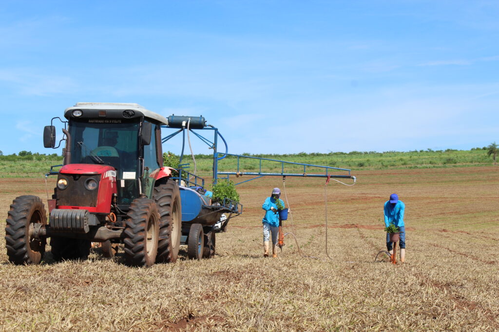 Colaboradores de empresas florestais plantando mudas de árvores na região do Pontal do Paranapanema