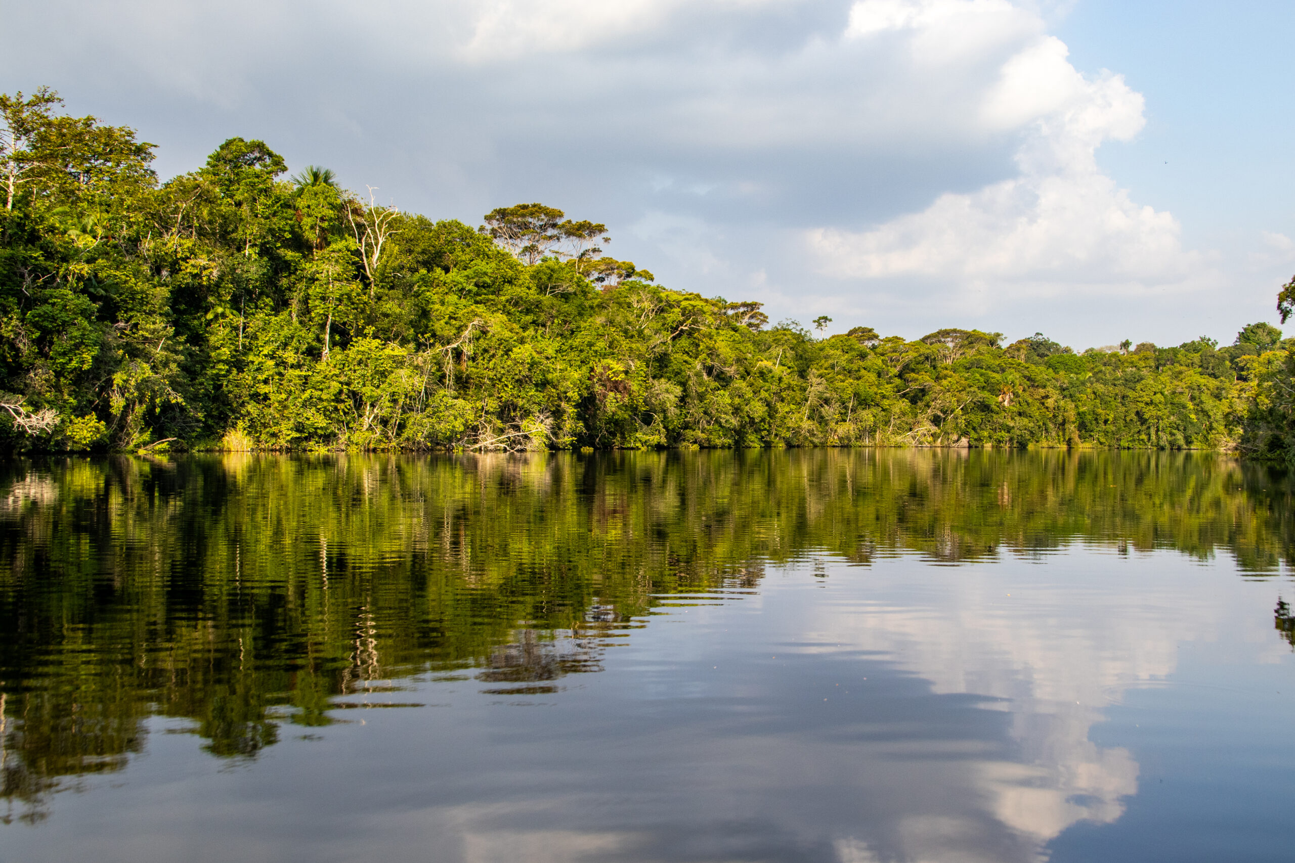 Floresta Amazônica ao fundo com rio em primeiro plano.