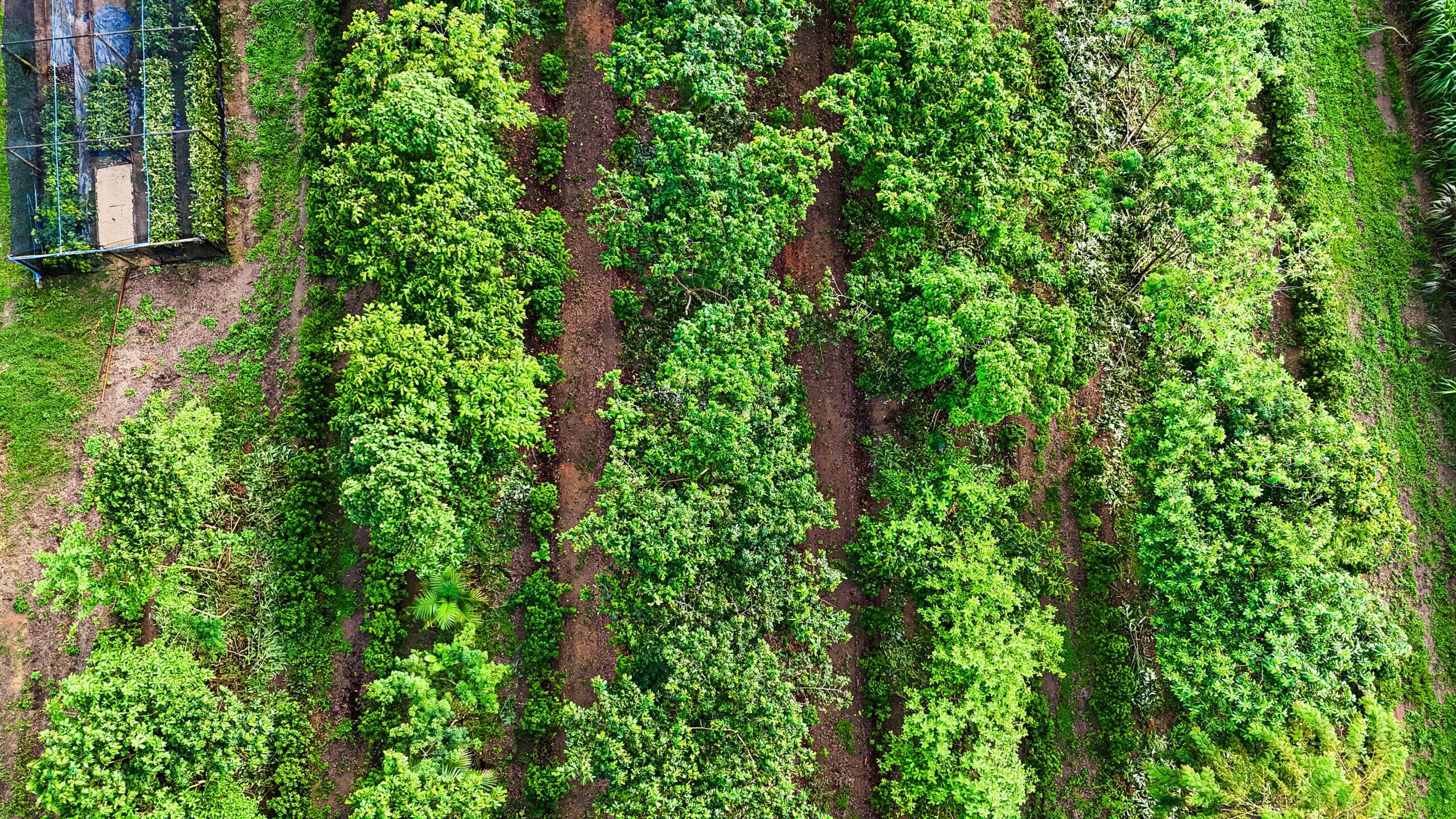 SAF da Escola Popular de Agroecologia e Agrofloresta Egídio Brunetto (EPAAEB)