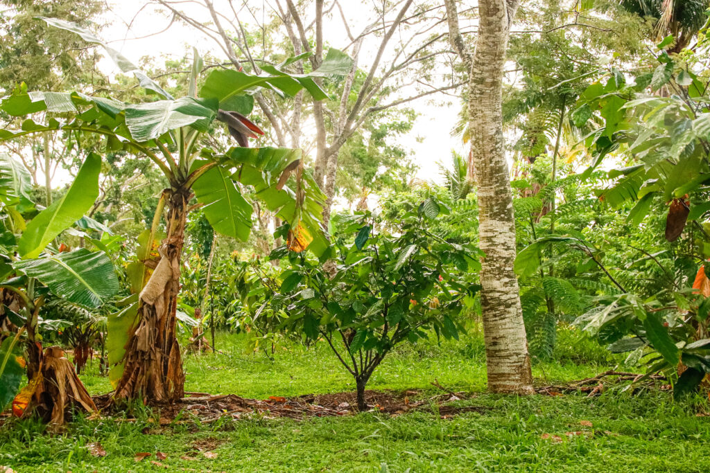 SAF de cacau na Escola Popular de Agroecologia e Agrofloresta Egídio Brunetto