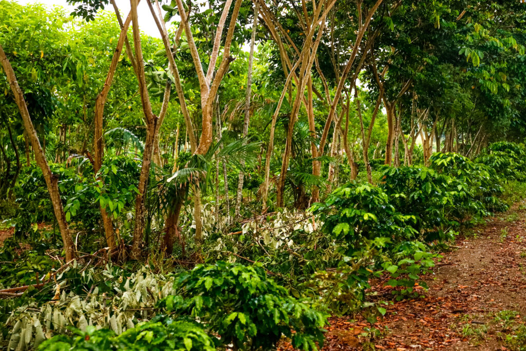 SAF de café na Escola Popular de Agroecologia e Agrofloresta Egídio Brunetto