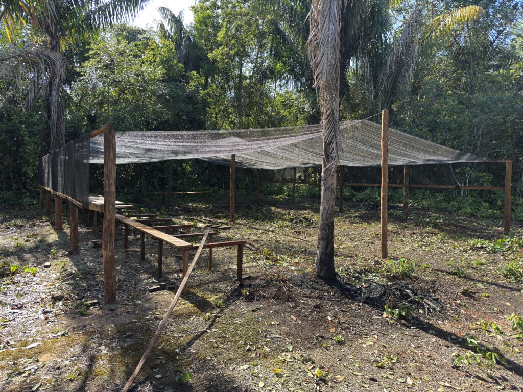 viveiros de mudas de árvores nativas da amazonia na rds puranga conquista pelo projeto reflora