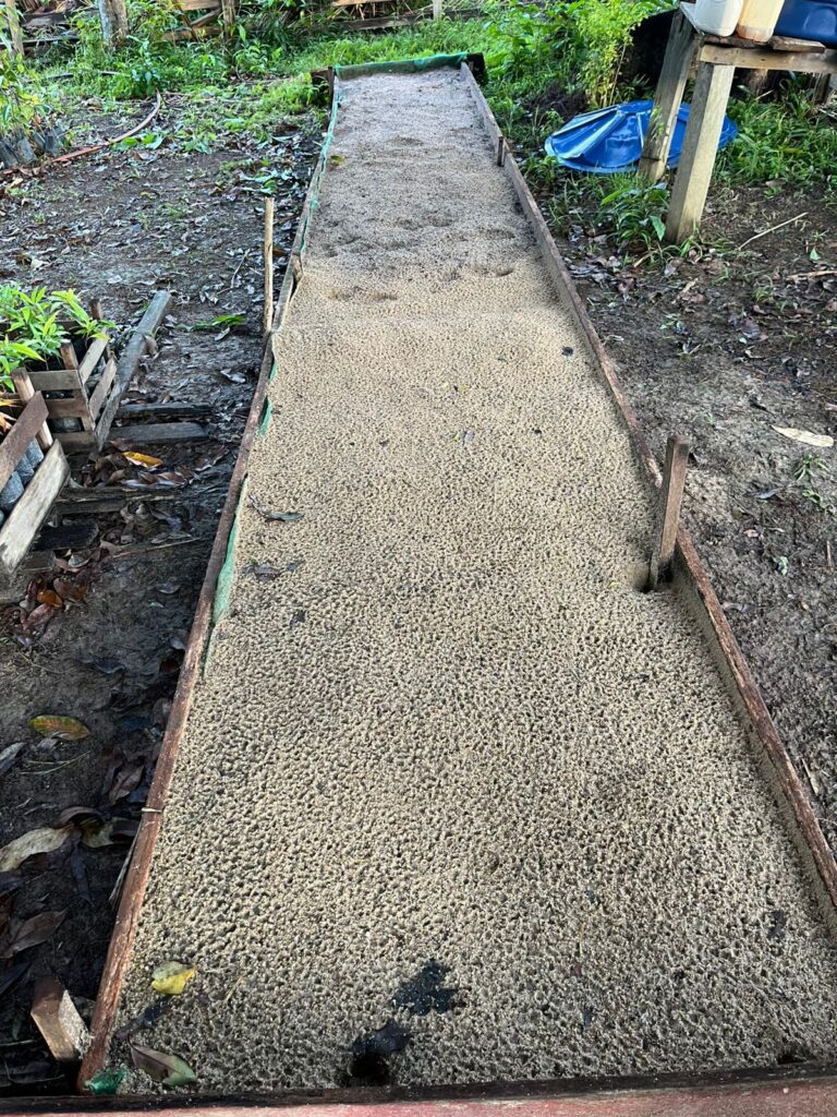 viveiros de mudas de árvores nativas da amazonia na rds puranga conquista pelo projeto reflora