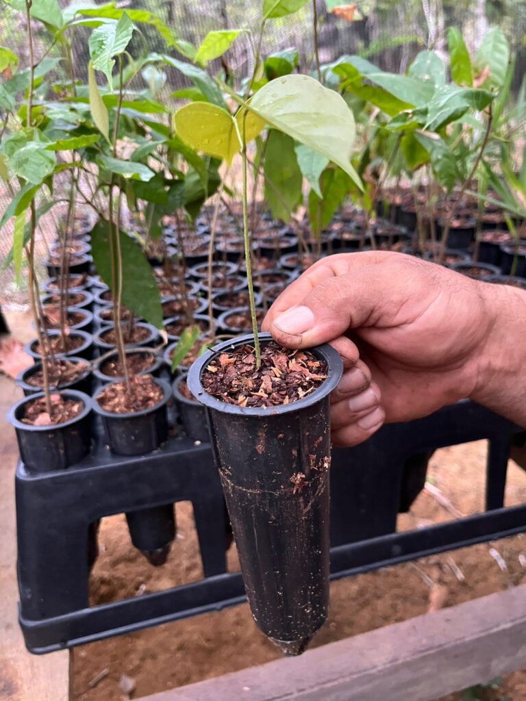 tubete de muda de viveiros de mudas de árvores nativas da amazonia na rds puranga conquista pelo projeto reflora