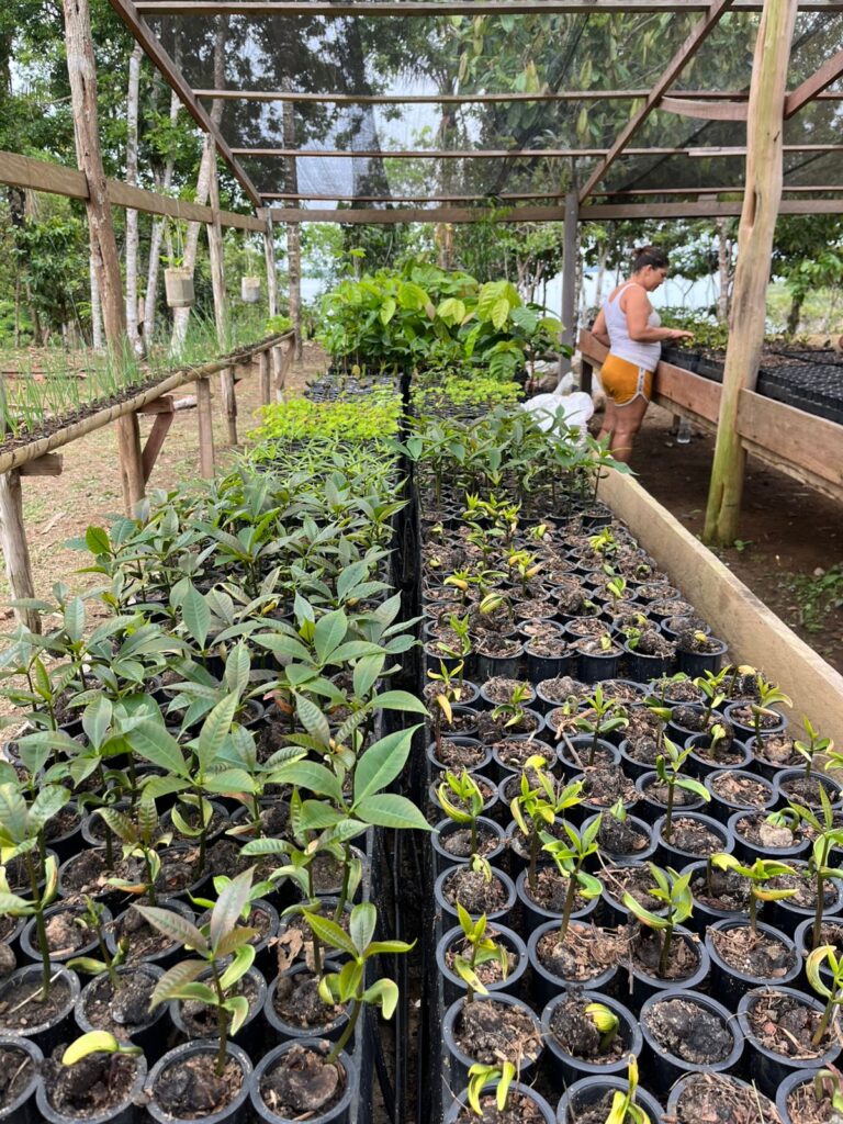 viveiros de mudas de árvores nativas da amazonia na rds puranga conquista pelo projeto reflora