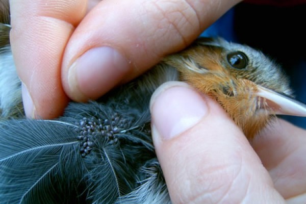 Threatened Birds