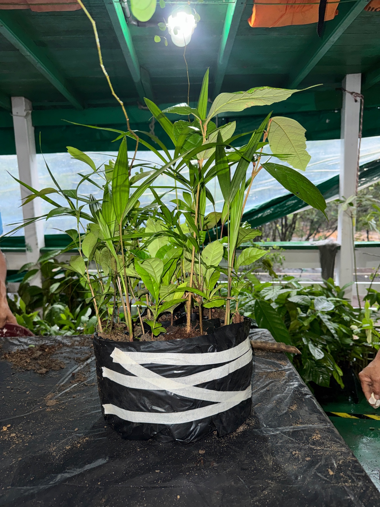 ROCAMBOLE DE MUDAS - PROJETO REFLORA