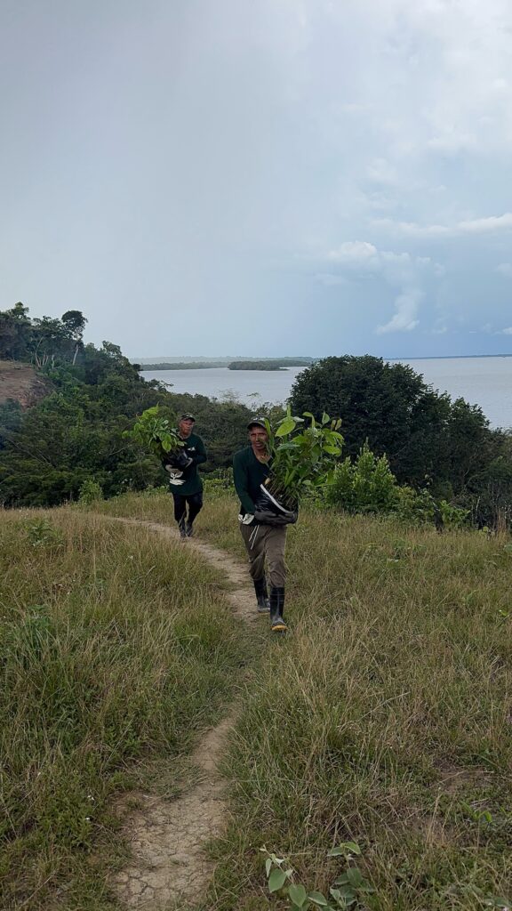 Comunitários da equipe de campo do REFLORA transportando Rocambole de Mudas para o campo. | Foto: Sérgio de Andrade
