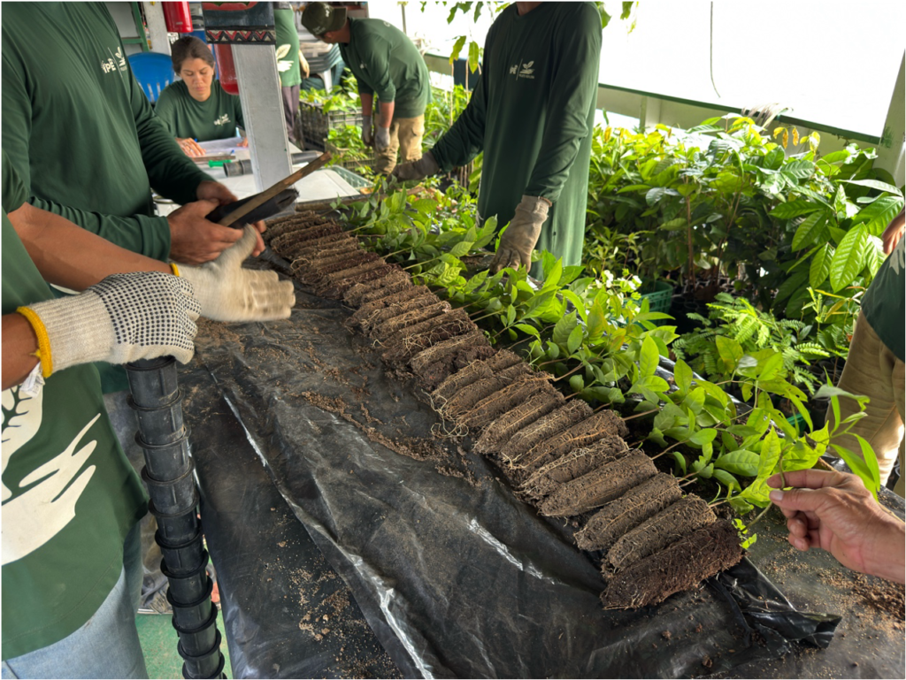 EQUIPE REFLORA MONTANDO ROCAMBOLE DE MUDAS NO BARCO. PLANTIO 2026. FOTO SERGIO DE ANDRADE