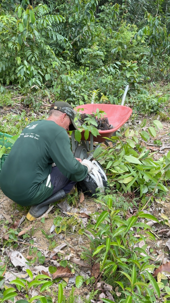 Rocambole de mudas sendo aberto em campo. | Foto: Sérgio de Andrade