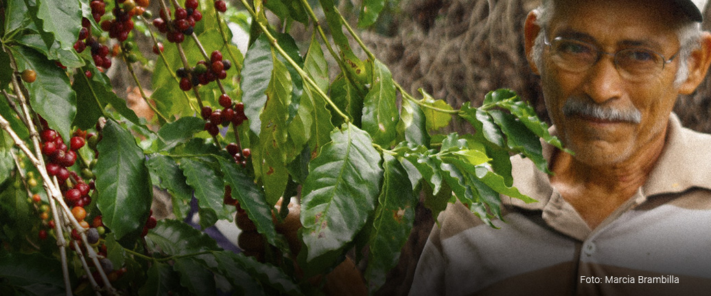 CAFÉ AGROFLORESTAL