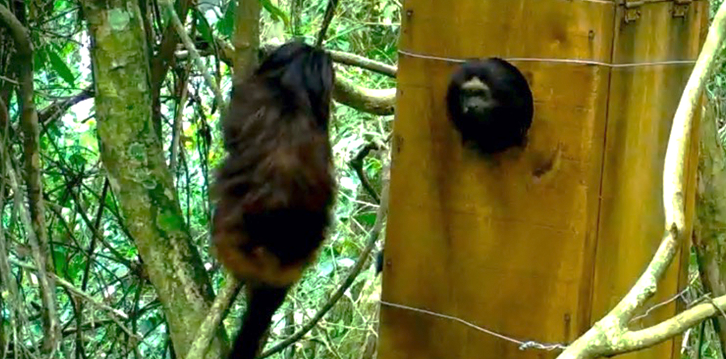 4 DECADES WITH THE BLACK LION TAMARIN