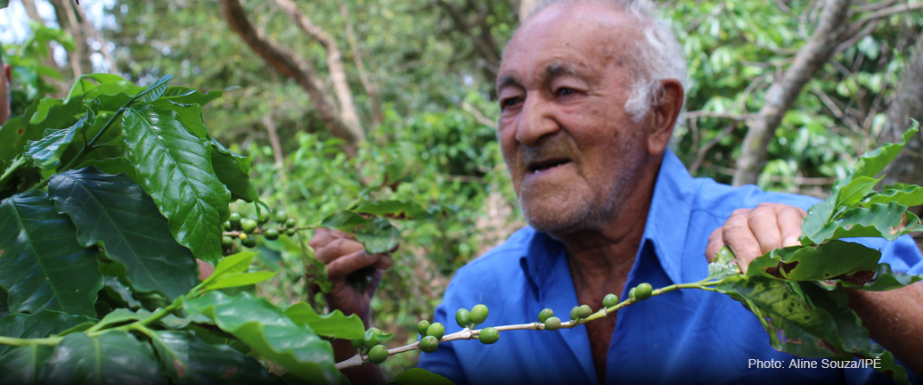 AGROFORESTRY COFFEE