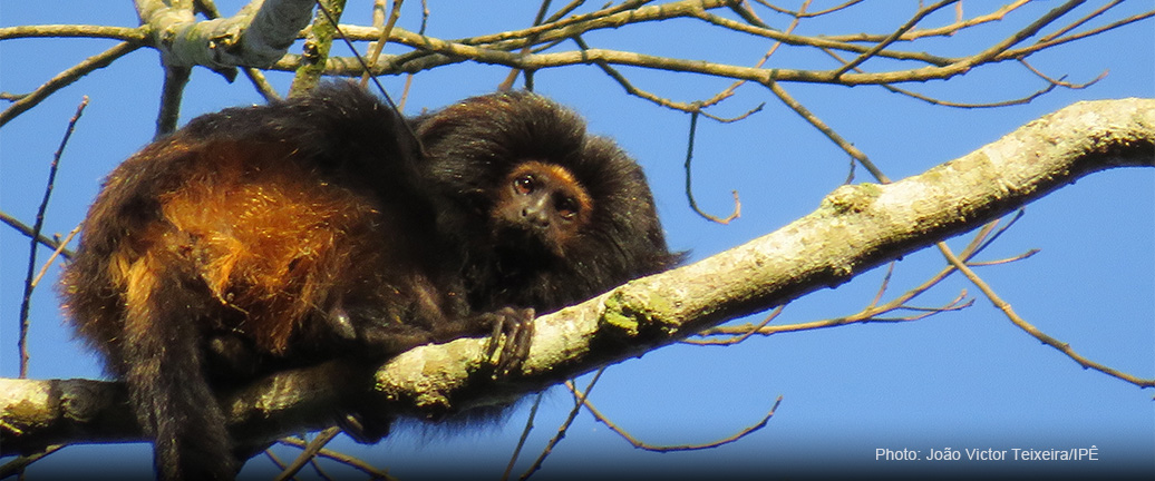 BLACK LION TAMARIN CONSERVATION PROGRAM