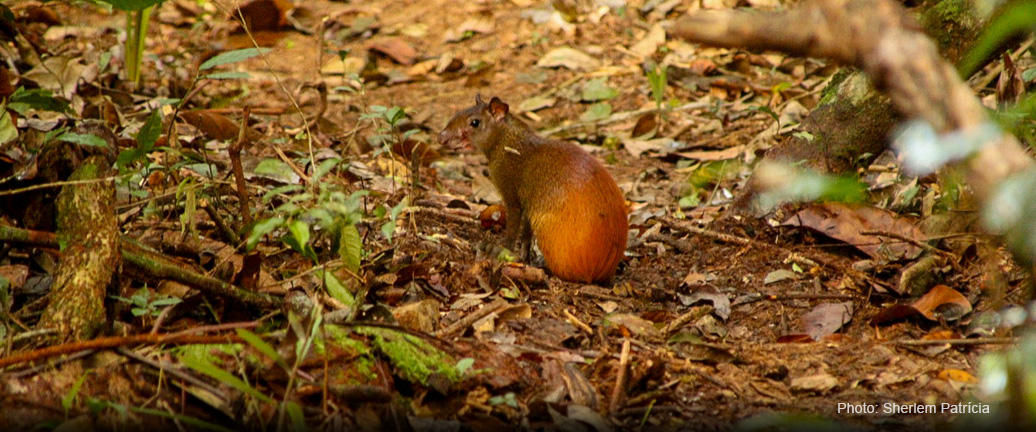 MONITORING BIODIVERSITY IN A PROTECTED AREA WITH FOREST CONCESSION