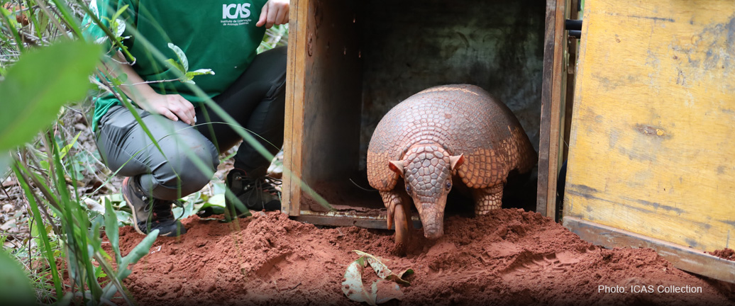 GIANT ARMADILLO PROJECT