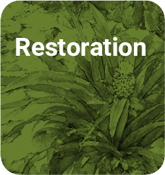 RESTORATION